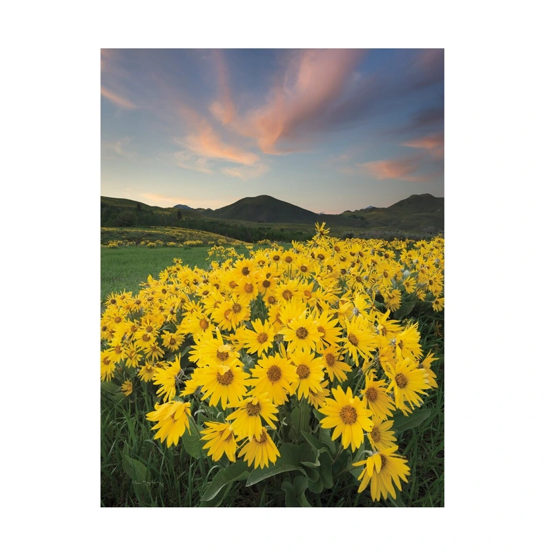 Alan Majchrowicz ‘Methow Valley Wildflowers I’ Canvas Art