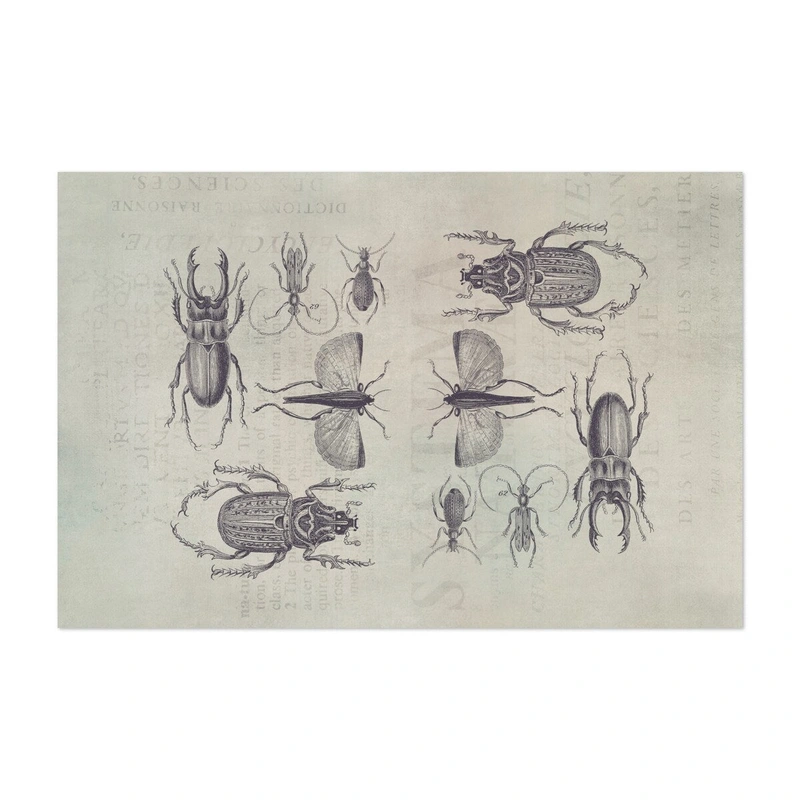 Vintage Bugs And Beetles Art Illustrations Animals Art Print/Poster